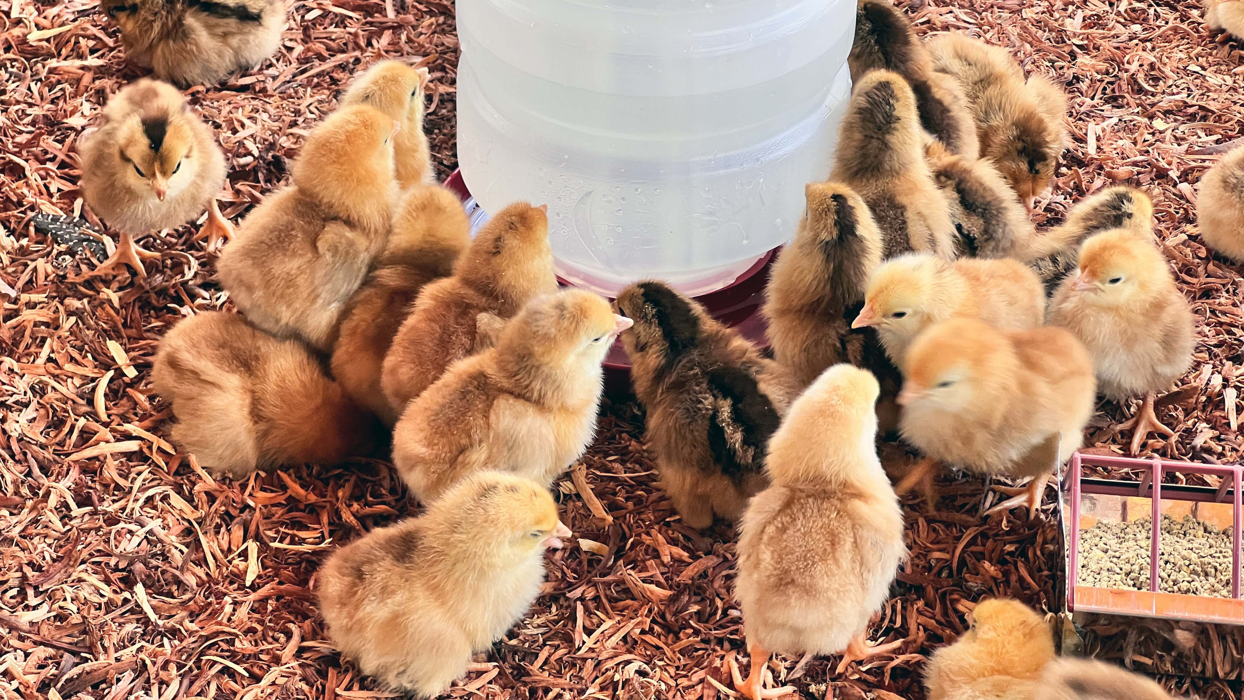 Carinhanha recebe 3 mil aves de postura para Agricultura Familiar